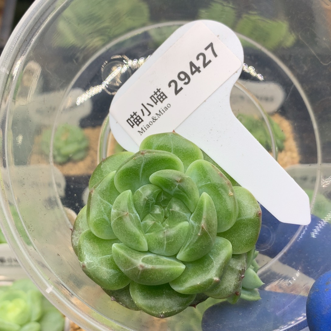 肥***桑多肉植物杂交珍妮