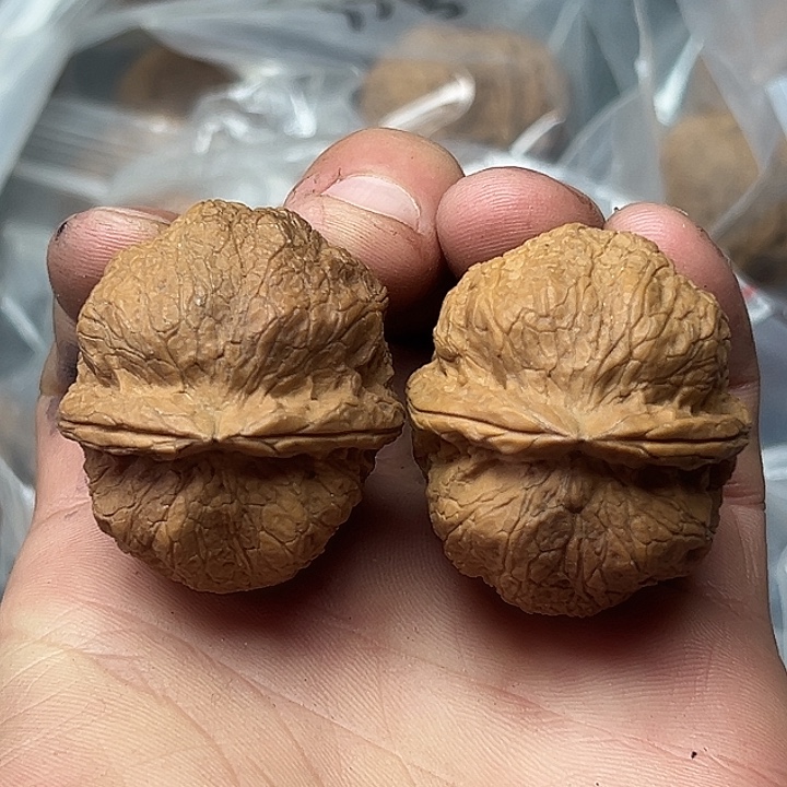 核桃46号铁锤妹妹40尺