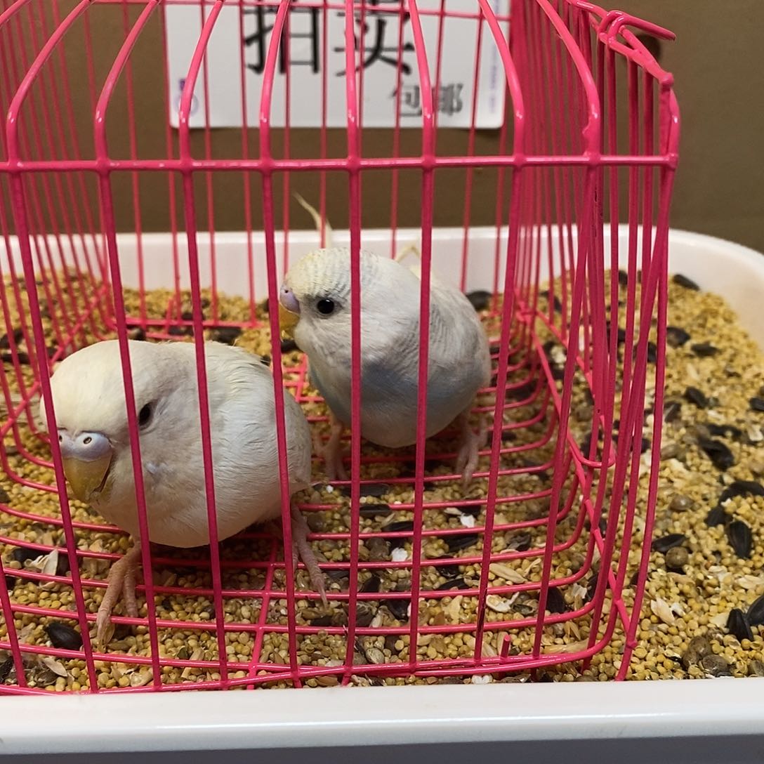 虎皮鹦鹉大头虎皮