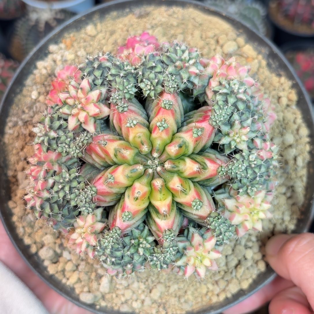 泰系米哈仙人球母本13