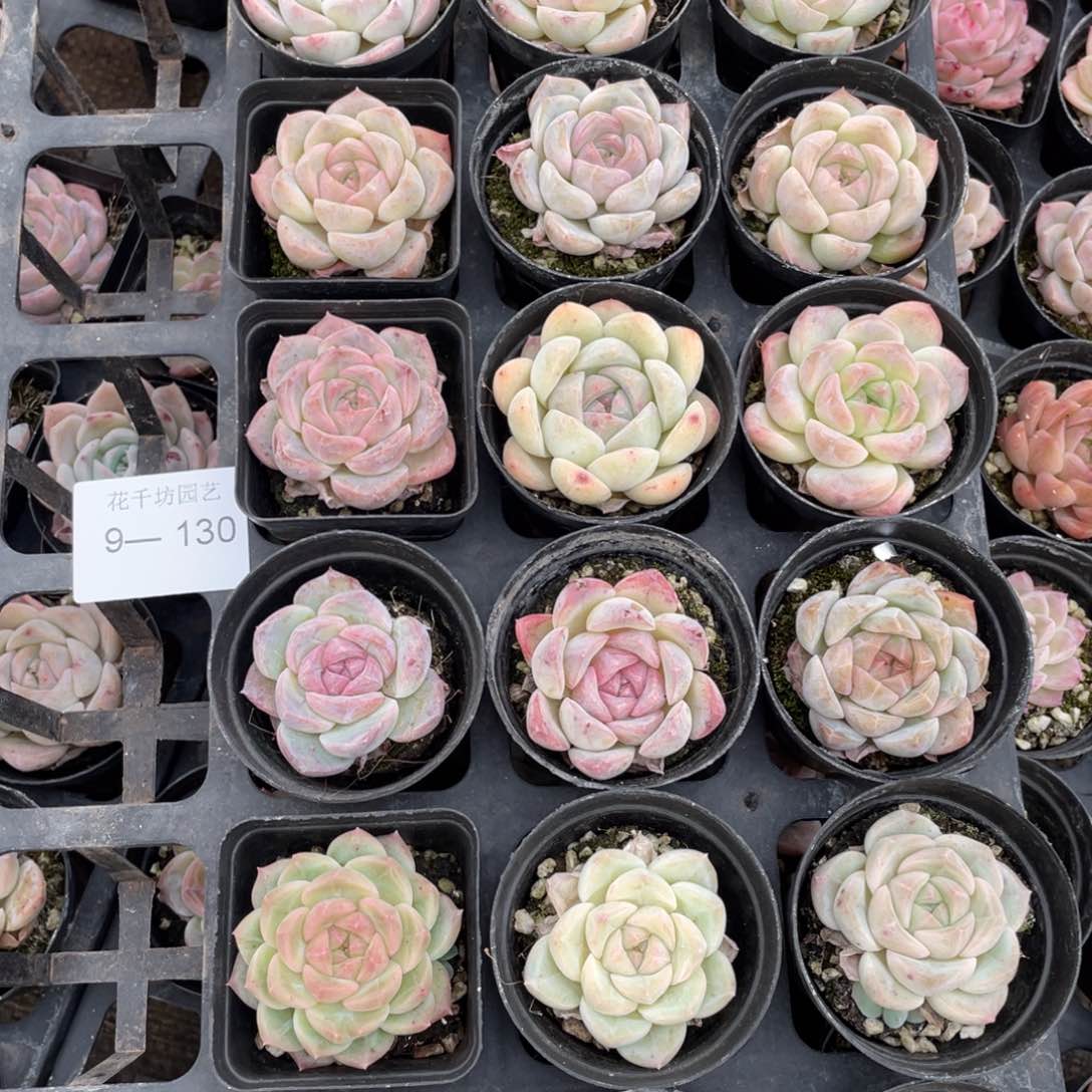 一物一拍18颗9-130