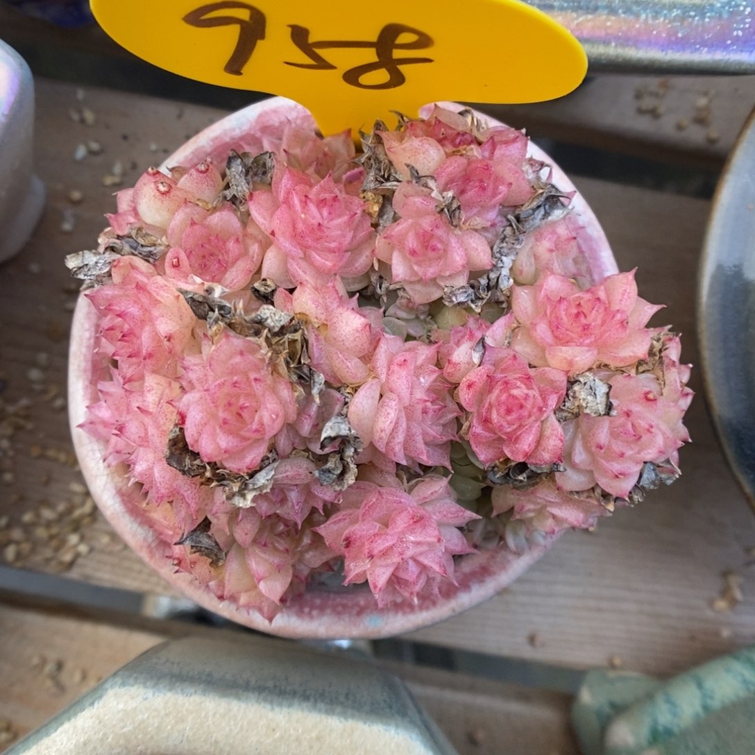 朵朵麦秆群生958号。 