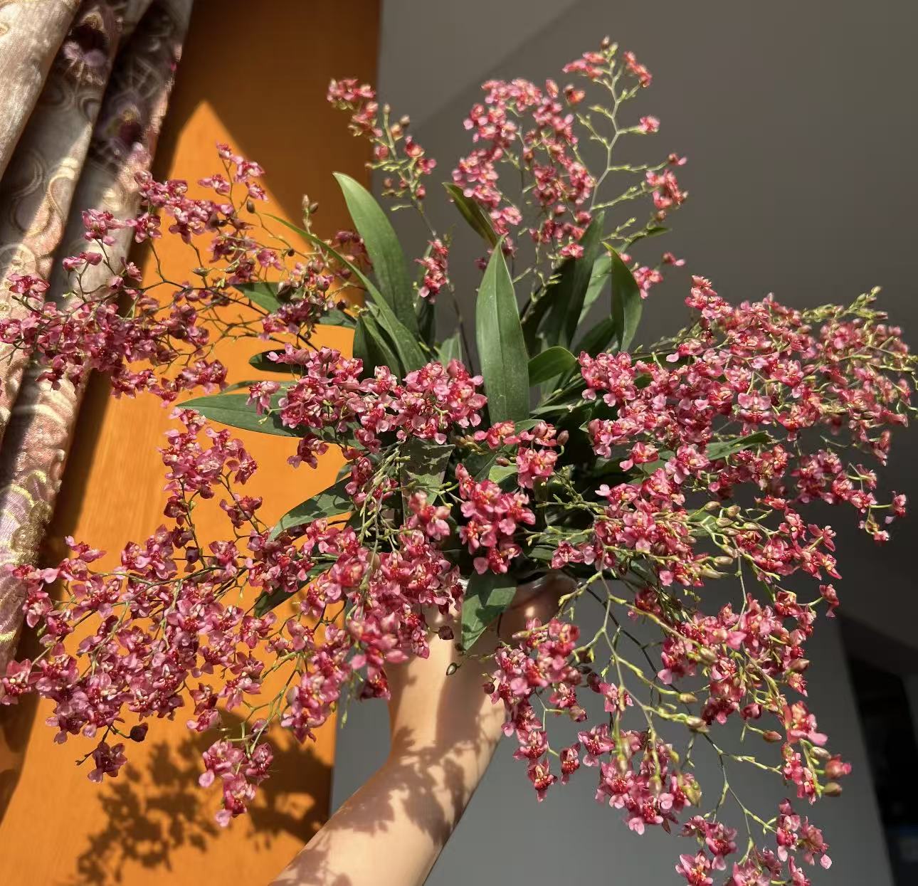 【李先生】梦香兰（红色7-12）盆栽室内阳台客厅桌面好养植物