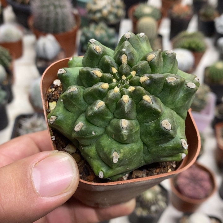 龟甲牡丹特价福利