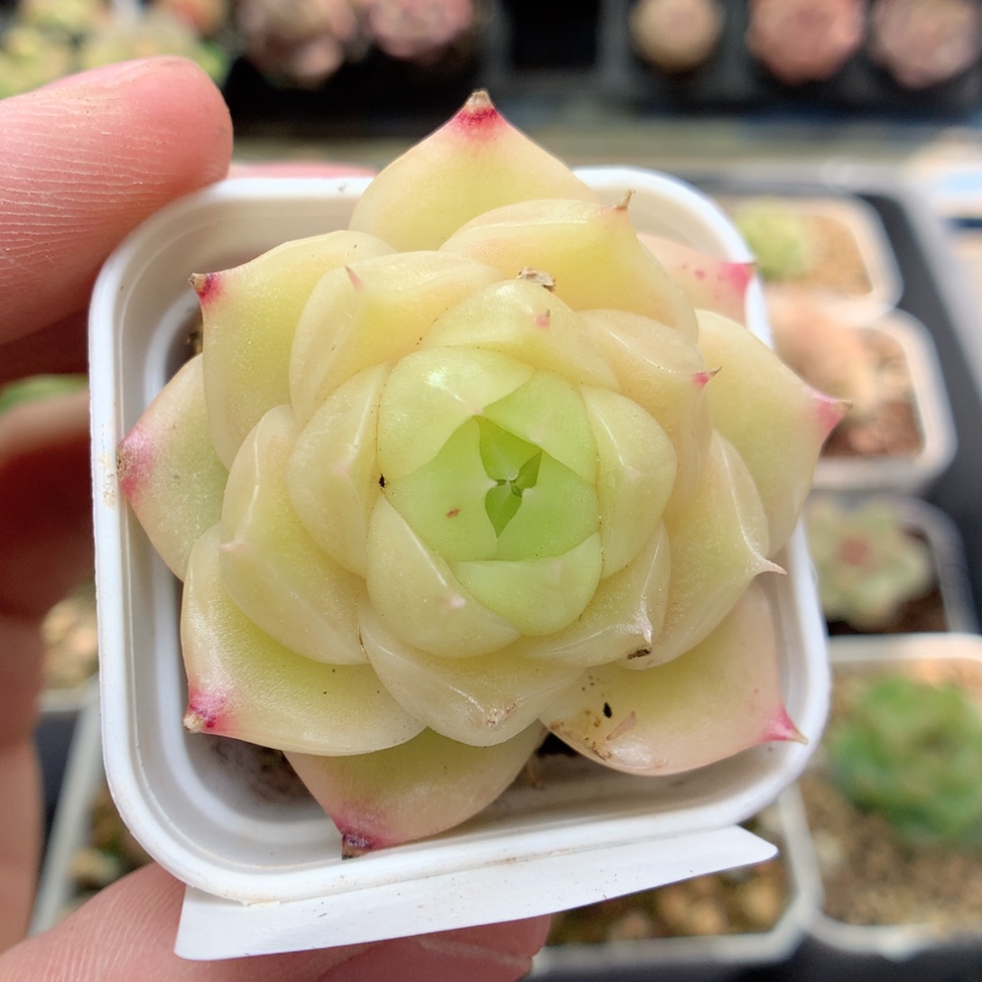 G117 ，柿子多肉20包邮两天凑单