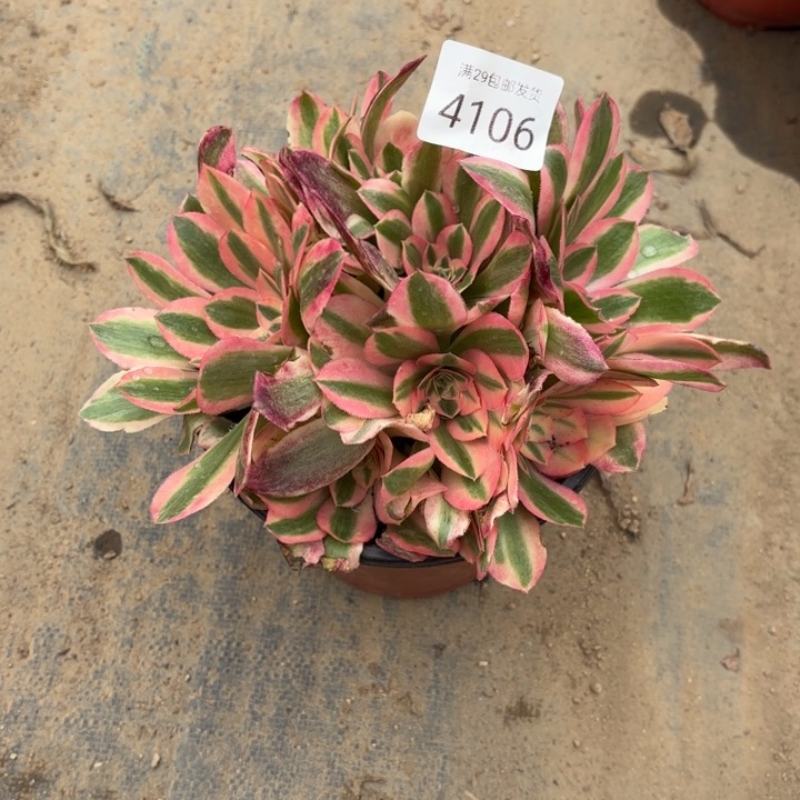 粉女巫多肉法师4106