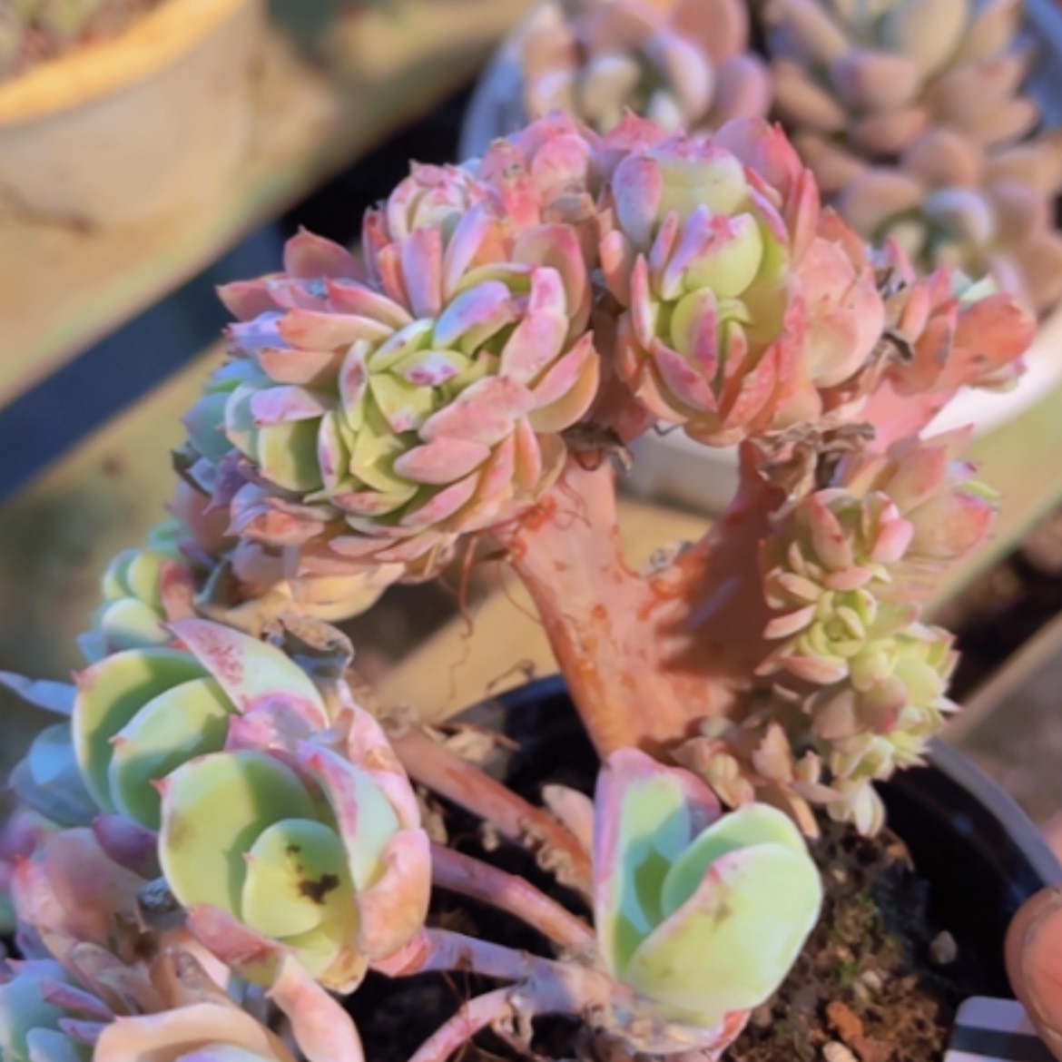 【闪购商品】碧桃缀24323