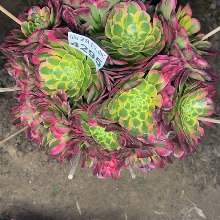 4295朝霞多肉植物