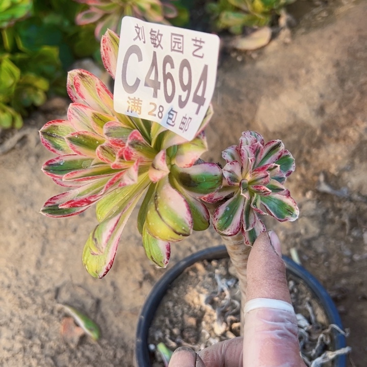 4694v锦锦法师法师法师