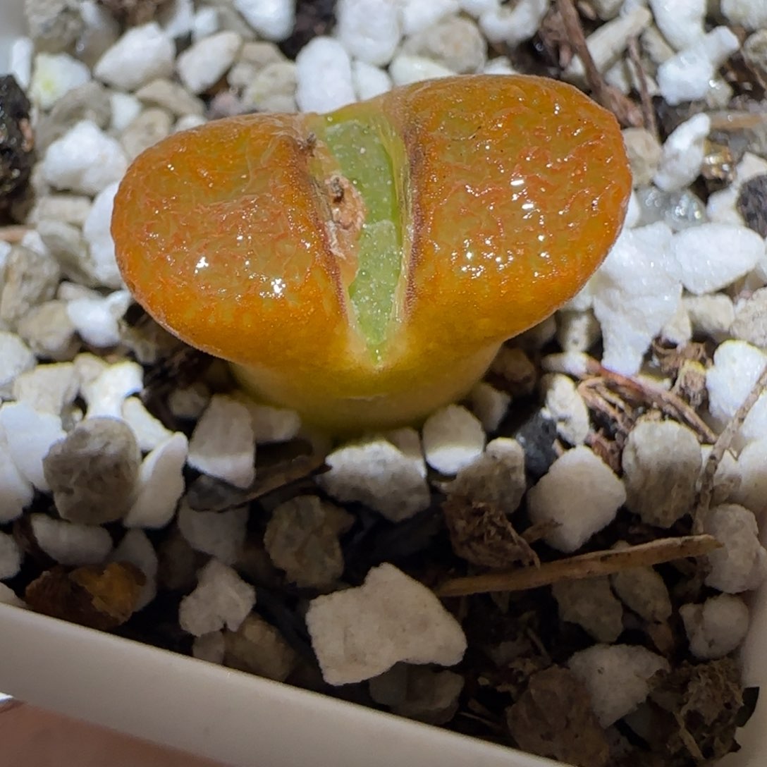 肉锥多肉植物百科3-超级蛋糕131