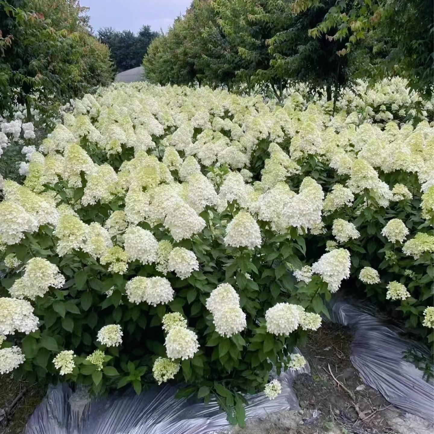 耐热抗冻石灰灯圆锥绣球盆栽庭院阳台花卉易养护