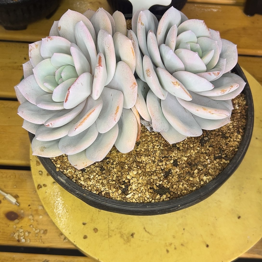 23奶茶。   多肉。   