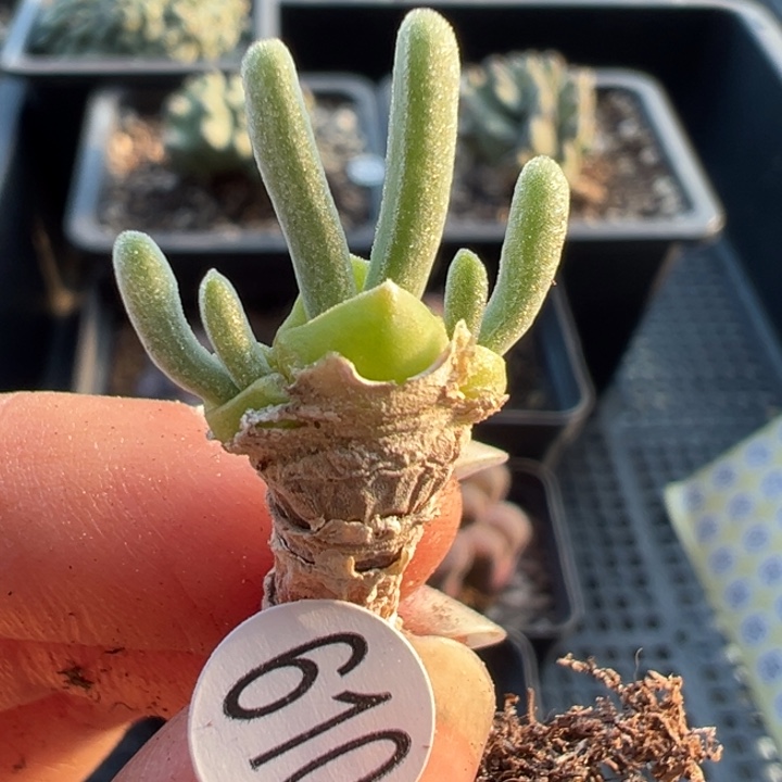 610号111111111111111