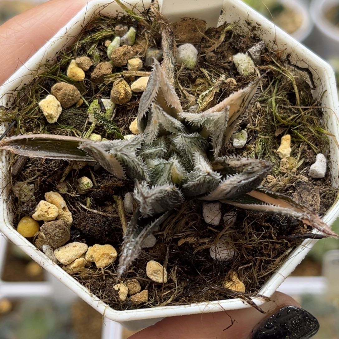 79极上斑绘卷锦（根一般介意勿拍）福利专场