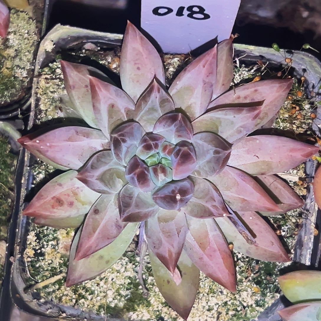 桔云多肉美人精品系列