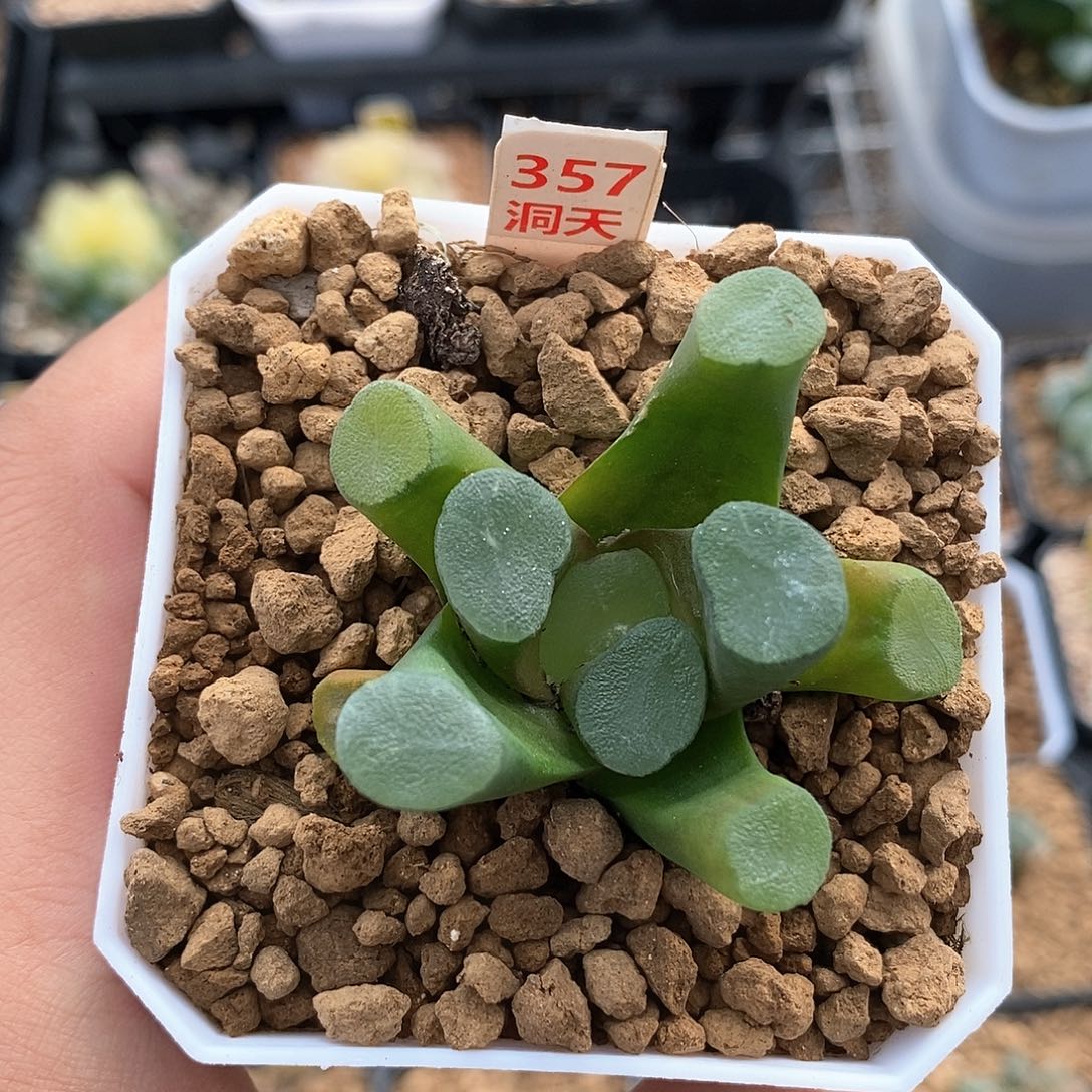 红陶357号夜光杯万象一物一拍