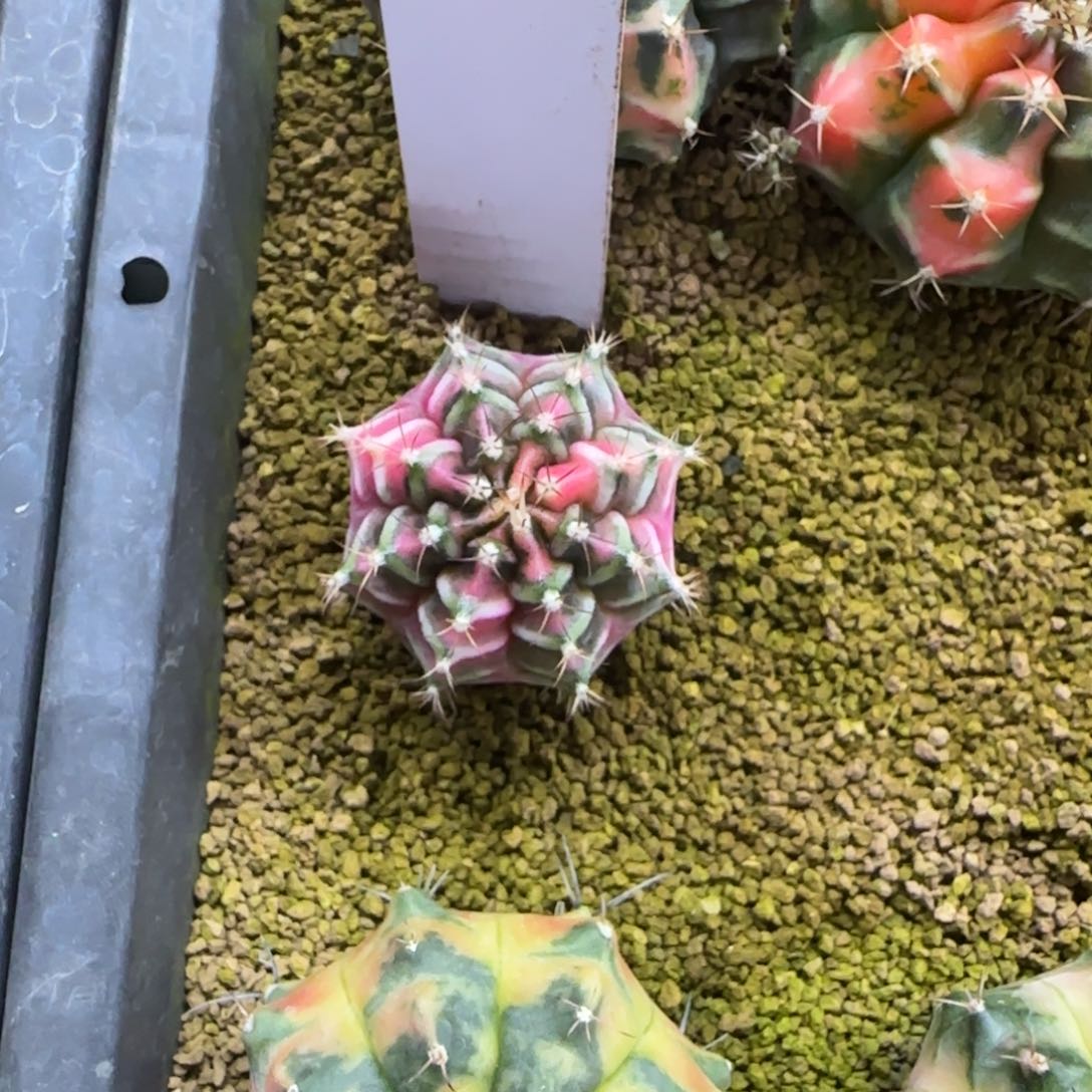 58-0214九秒钟脱土发多肉