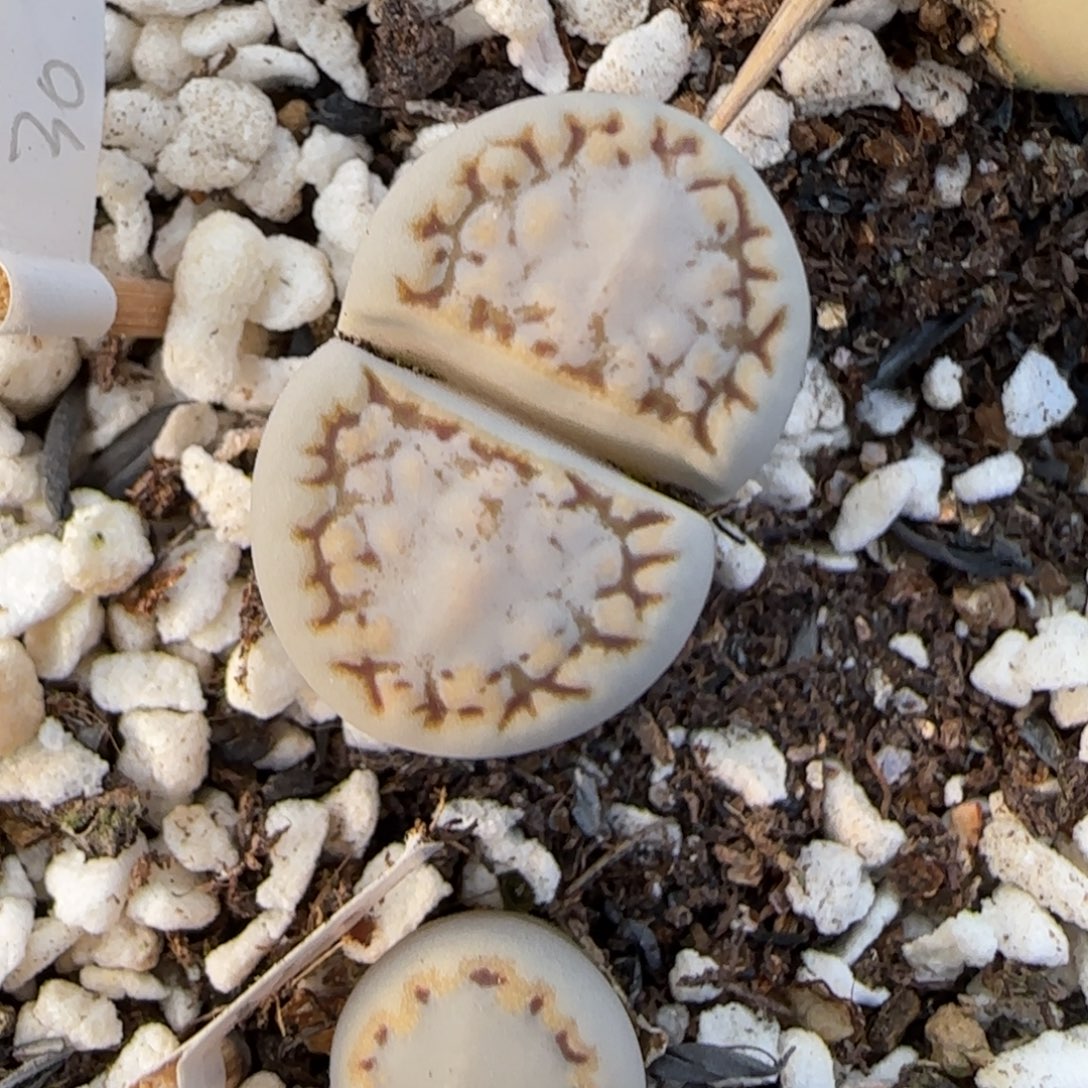 12.7.1621.6糖霜饼干.9145