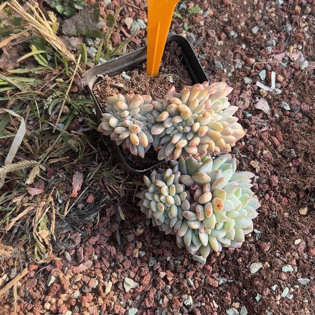 静****多肉植物一物一拍