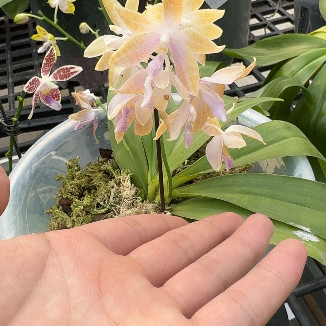 当前无花栽培后可以开花9123 瑕疵八寸双苗ys1162