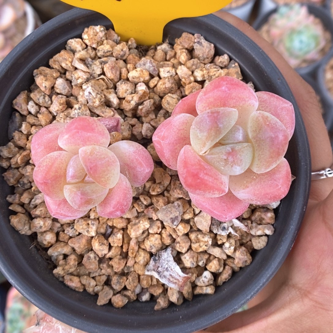 草莓冰玉758号。  