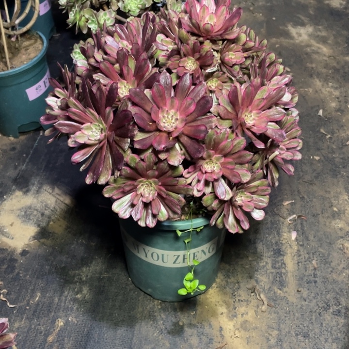 56紫霞仙子多肉多肉植物多肉