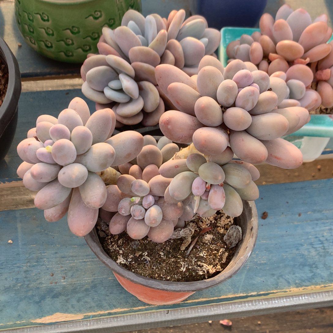 大叶汤圆老桩一物一拍