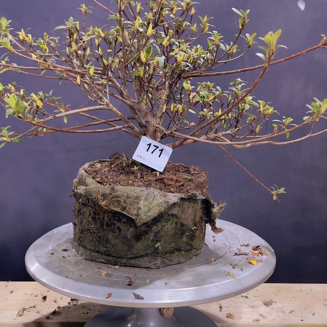 红陶直播时间一直一个