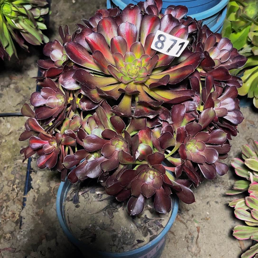 法师法师13-25包邮法师n