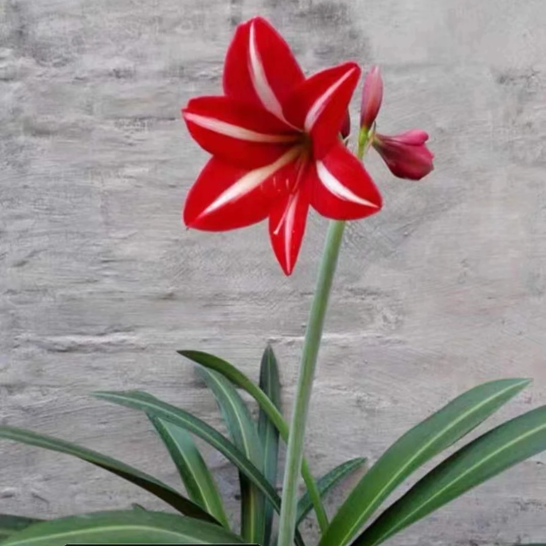 朱顶红杂交单瓣【白肋香山】剪叶子裸球发货 