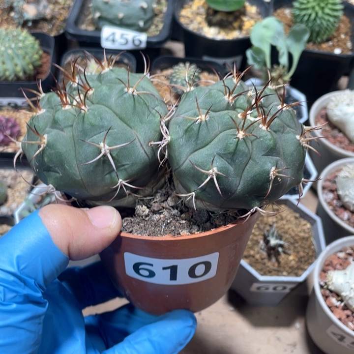 610实生双头天紫玉
