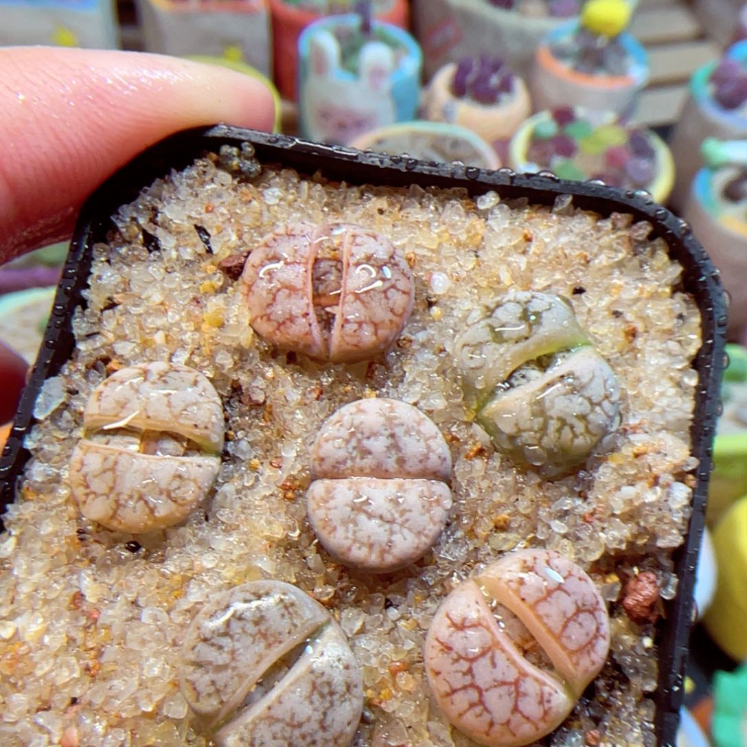 159。888888888888888888