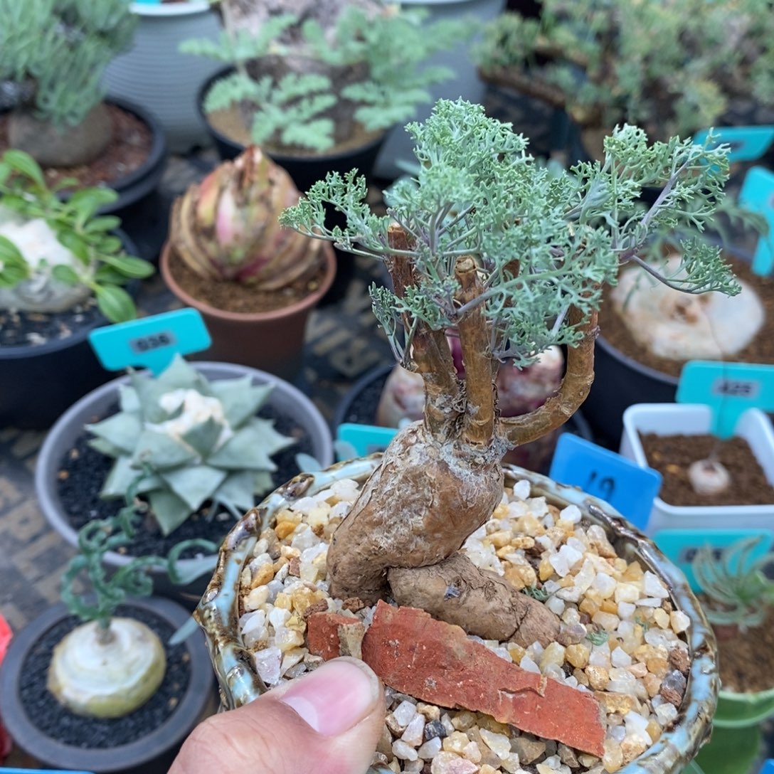 羽叶厚炖菊多肉植物