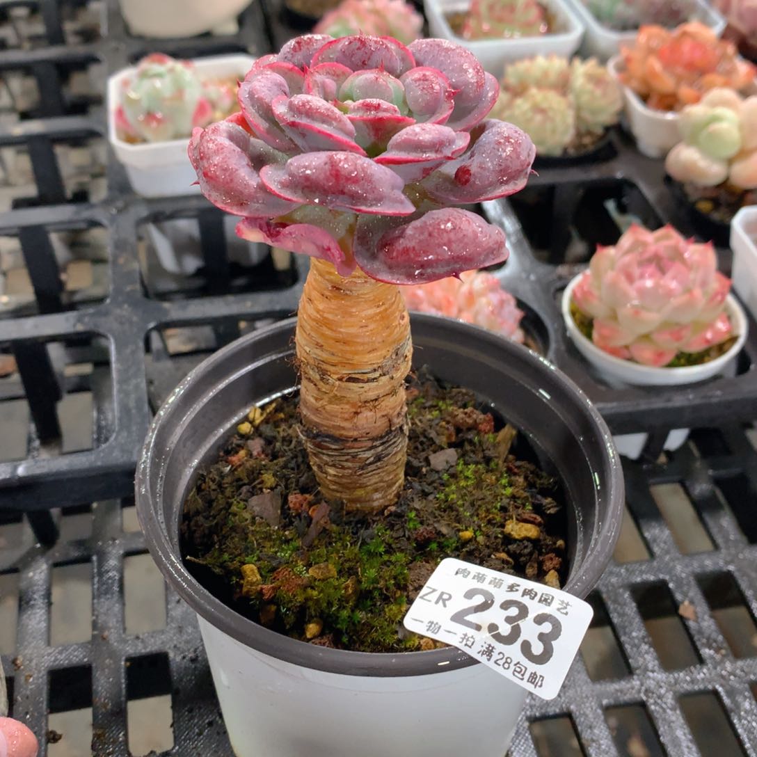 肉萌萌拇指盆精控多肉ZR233