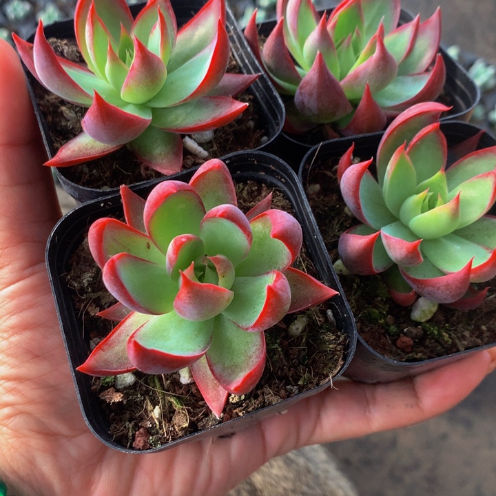 惊鸿仙子内勾  （满9.99包邮不满9.99发叶子）