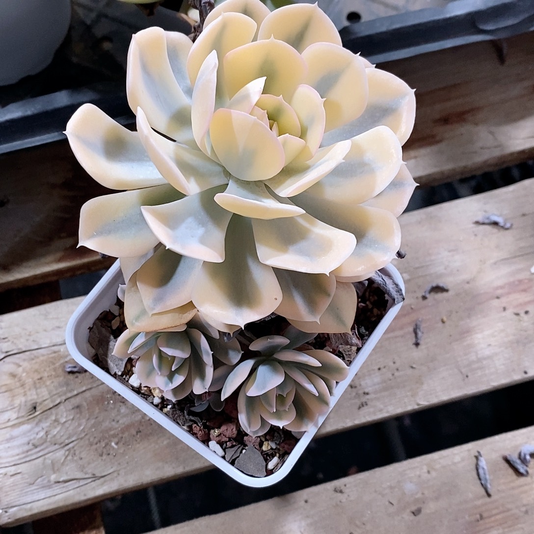 鲁式锦多肉植物老桩