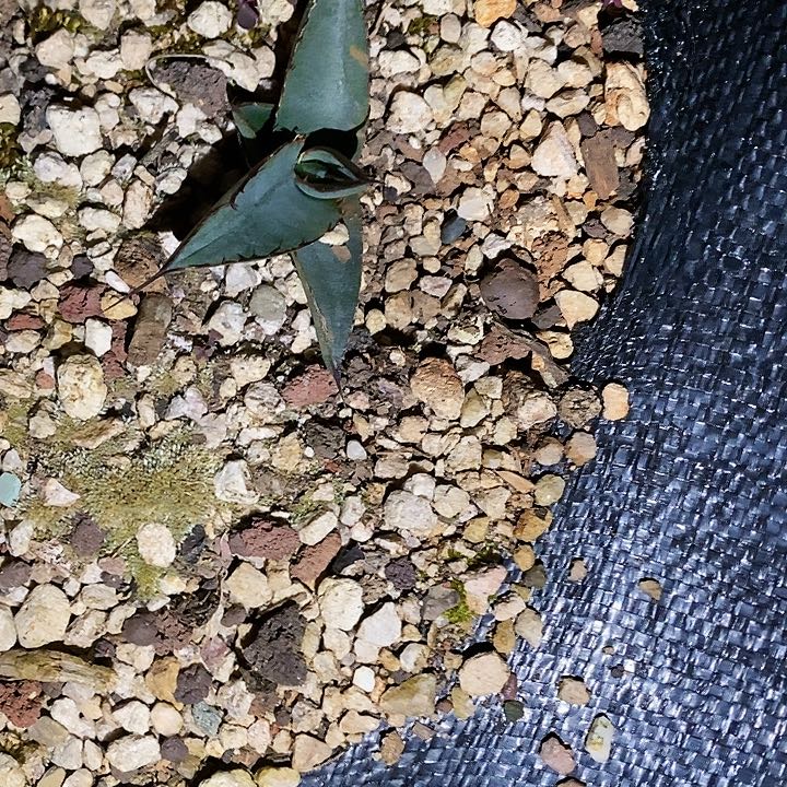 多肉植物龙蛇兰植物