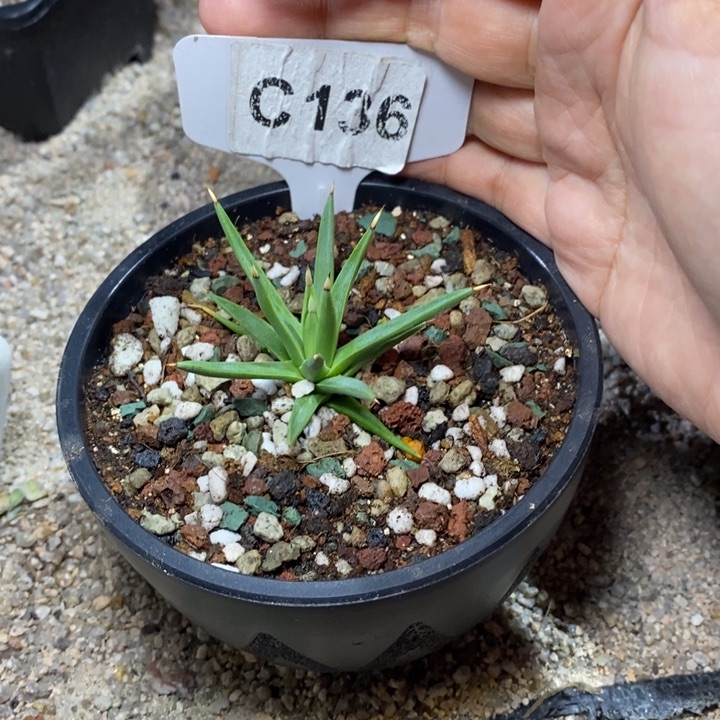 星*福利棉花龙一颗如图所示！！！！