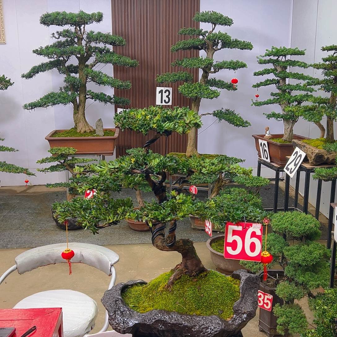 完全开放罗汉松000000