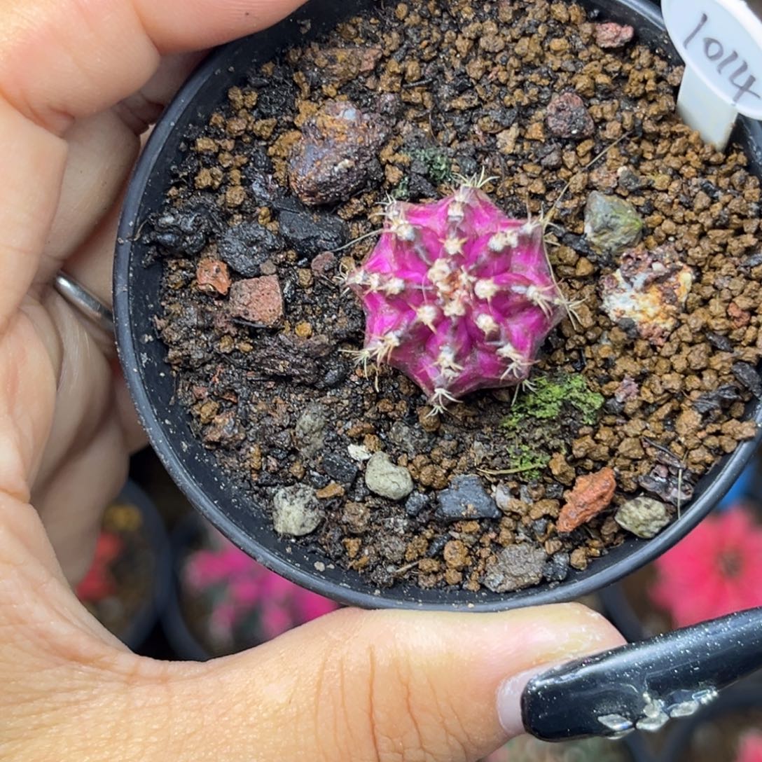 1014 小海神 带盆土福利捡漏