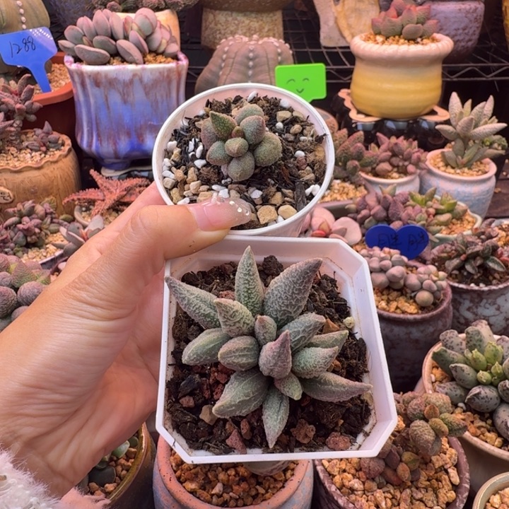 星***予            78清。 