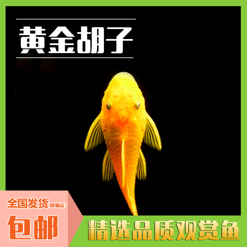 黄金胡子鱼小型热带观赏鱼工具鱼清缸壁除藻吃渣性格温顺不吃水草