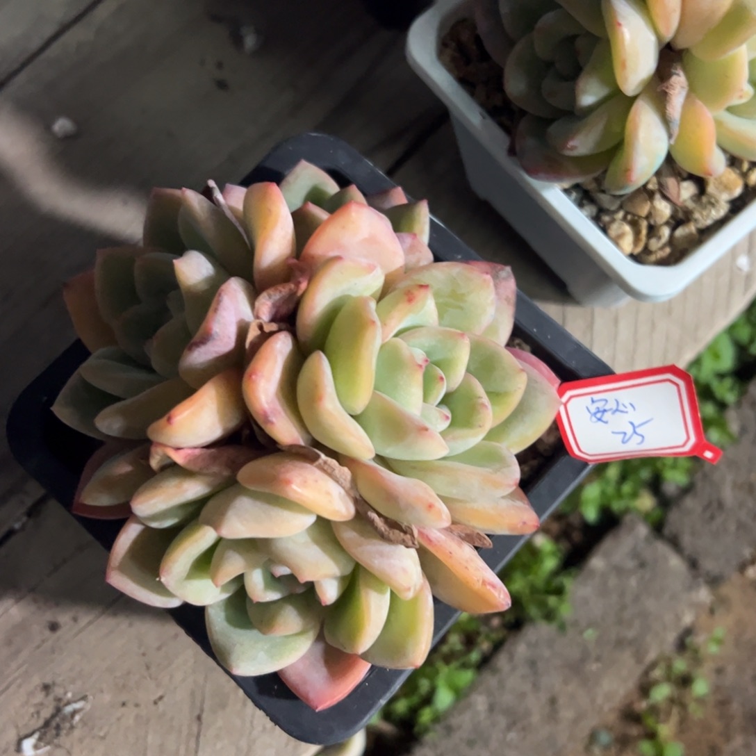 多肉植物多肉植物