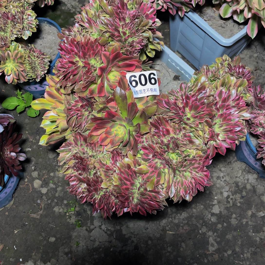 法师法师15-17包邮法师