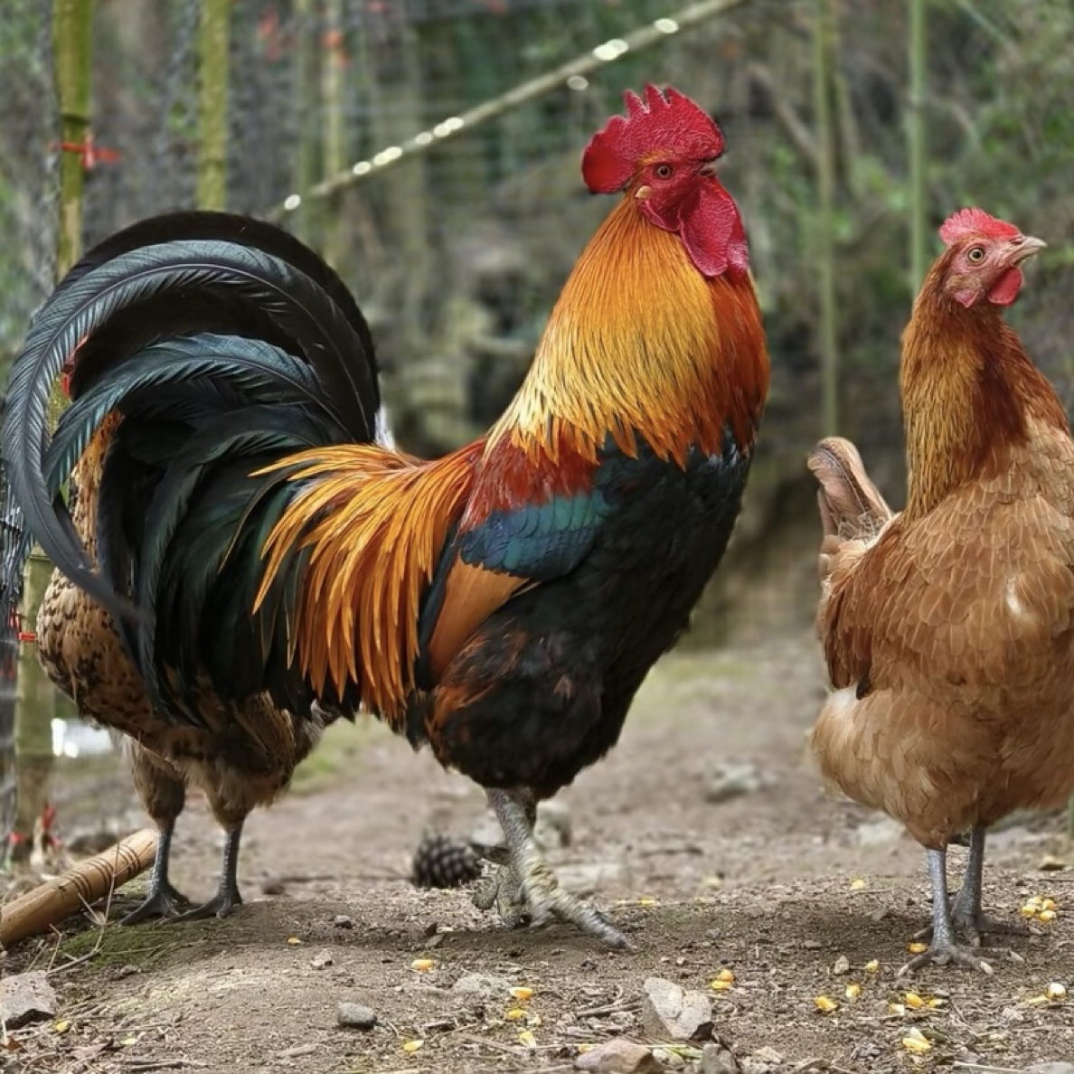 小凤家【玉带湖天水桥】散养9年以上老公鸡仅此一只纯种土鸡大公鸡