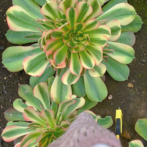 189雅典娜多肉植物