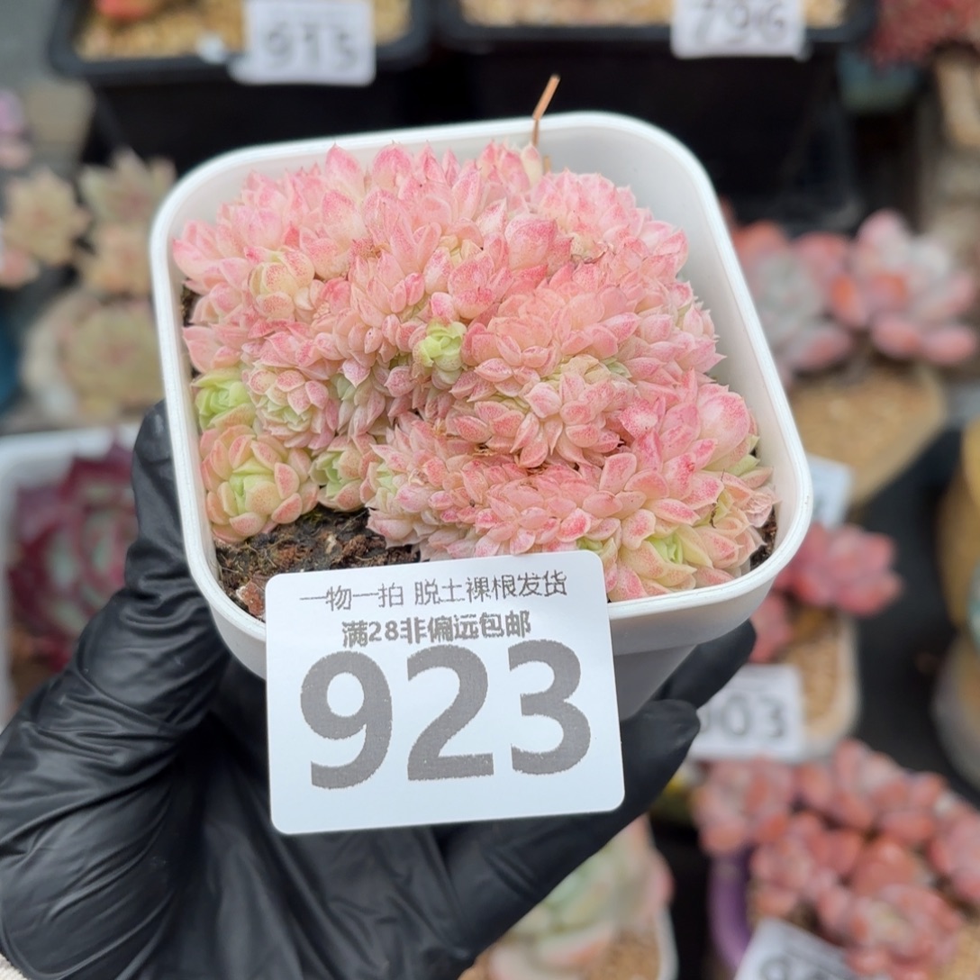 羊脂球缀化无盆土发货