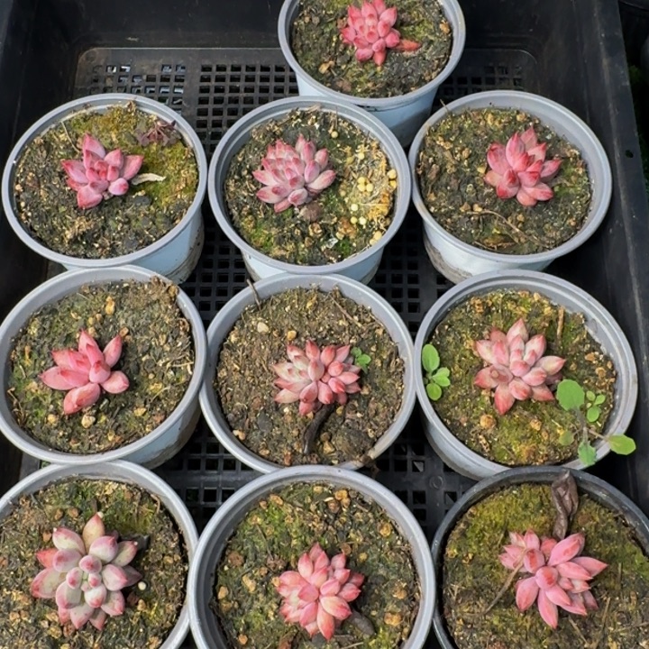 196多肉植物一物一拍