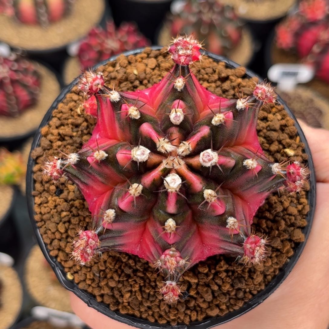 大豪臀 米哈仙人球