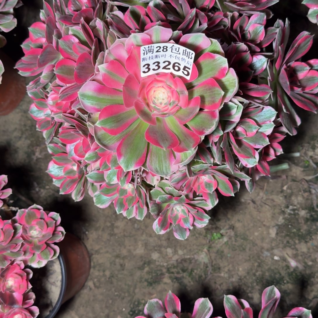 33265女郎多肉植物